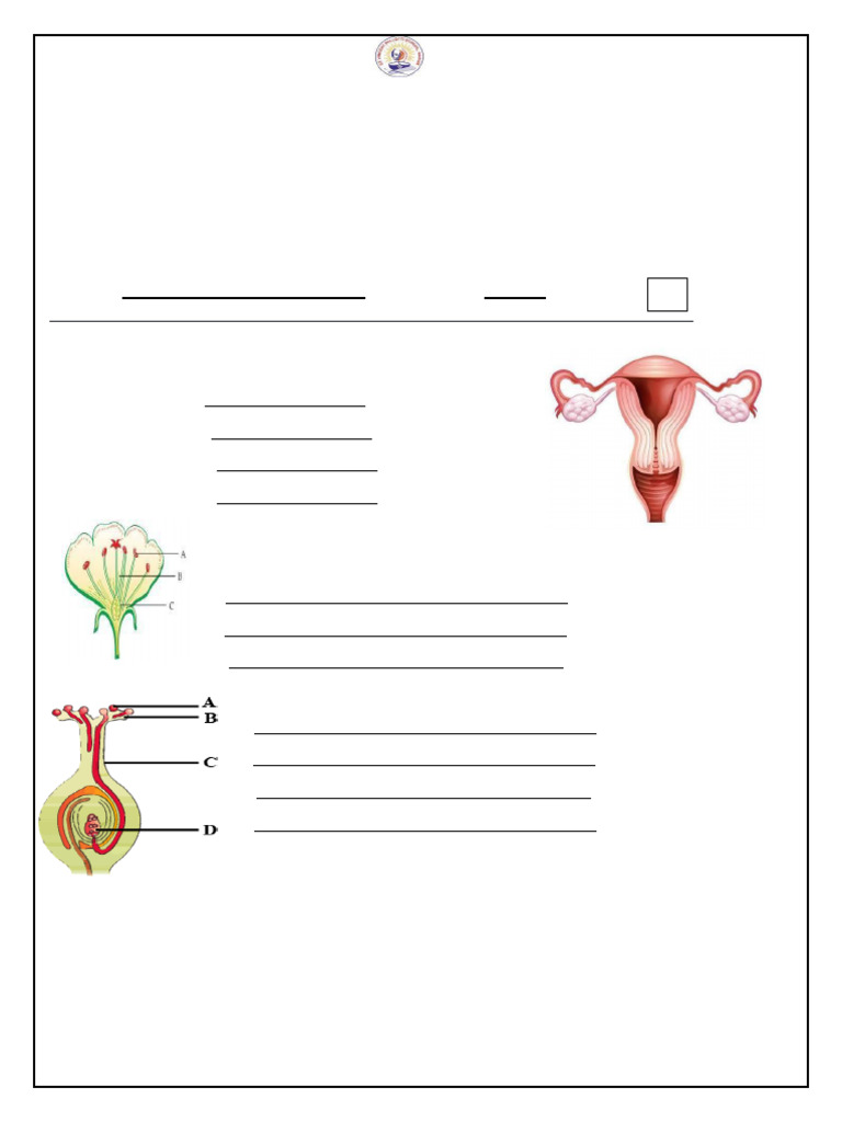 Reproduction and Trigonometry Worksheet | PDF | Birth Control | Human ...