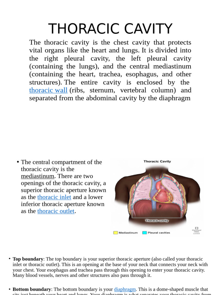 Thorasic Cavity | PDF | Thorax | Thorax (Human Anatomy)