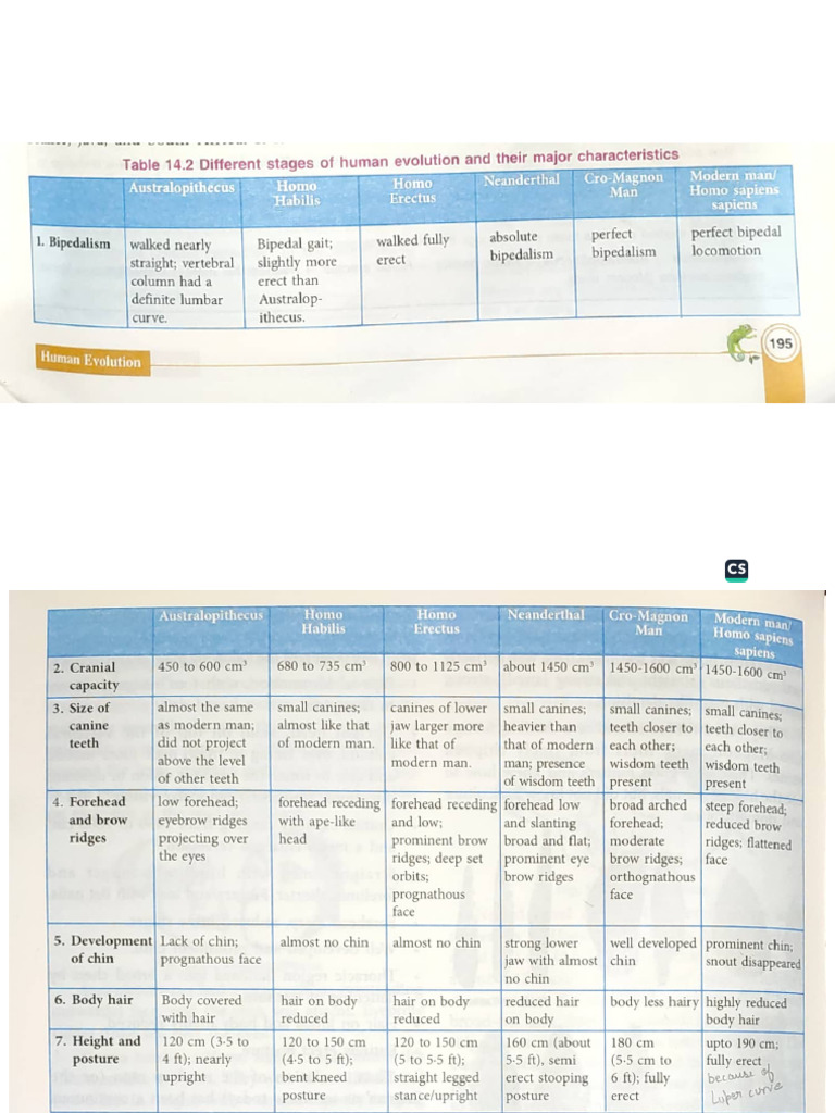 Human Evolution - Table | PDF