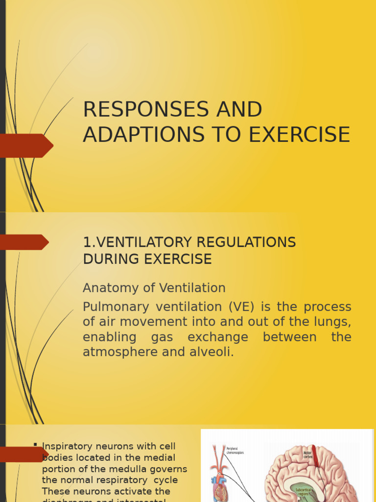 Ventilatory Responses to Exercise | PDF | Breathing | Heart Rate