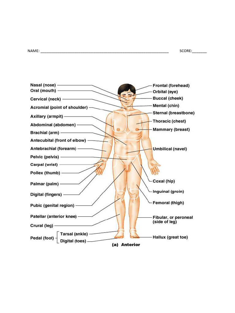 Anatomical Terms PDF | PDF