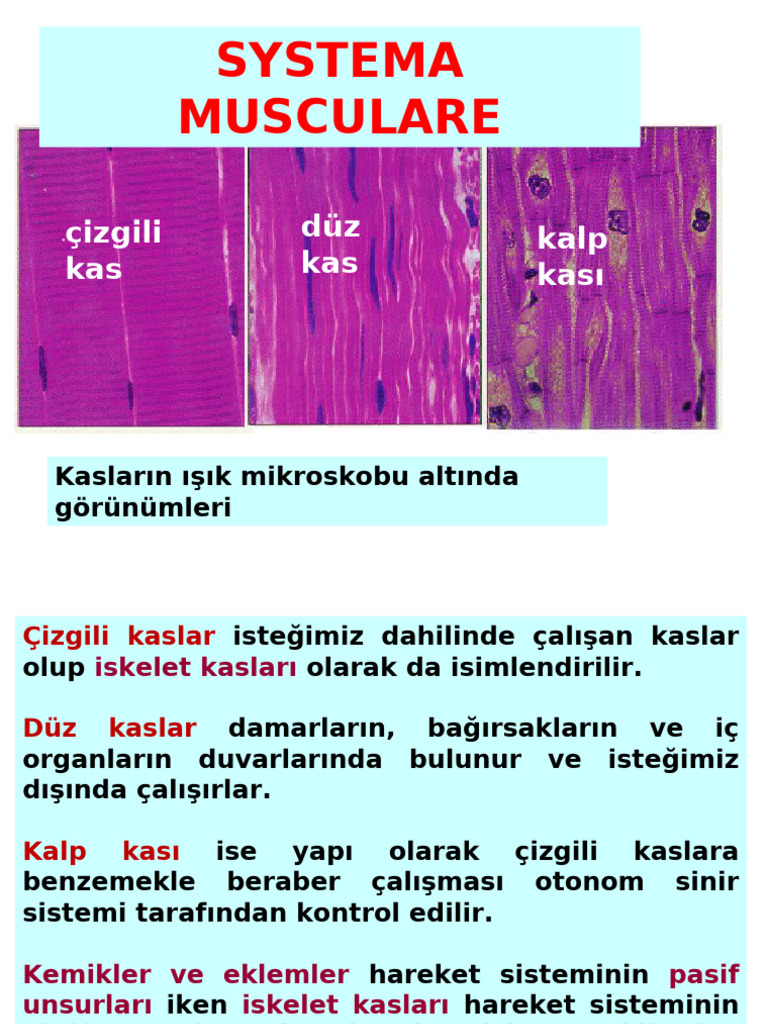Systema Musculare: Çizgili Kas Düz Kas Kalp Kası | PDF