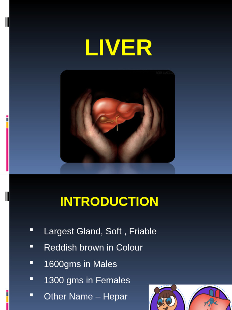 Anatomy and Functions of the Liver | PDF | Pancreas | Liver