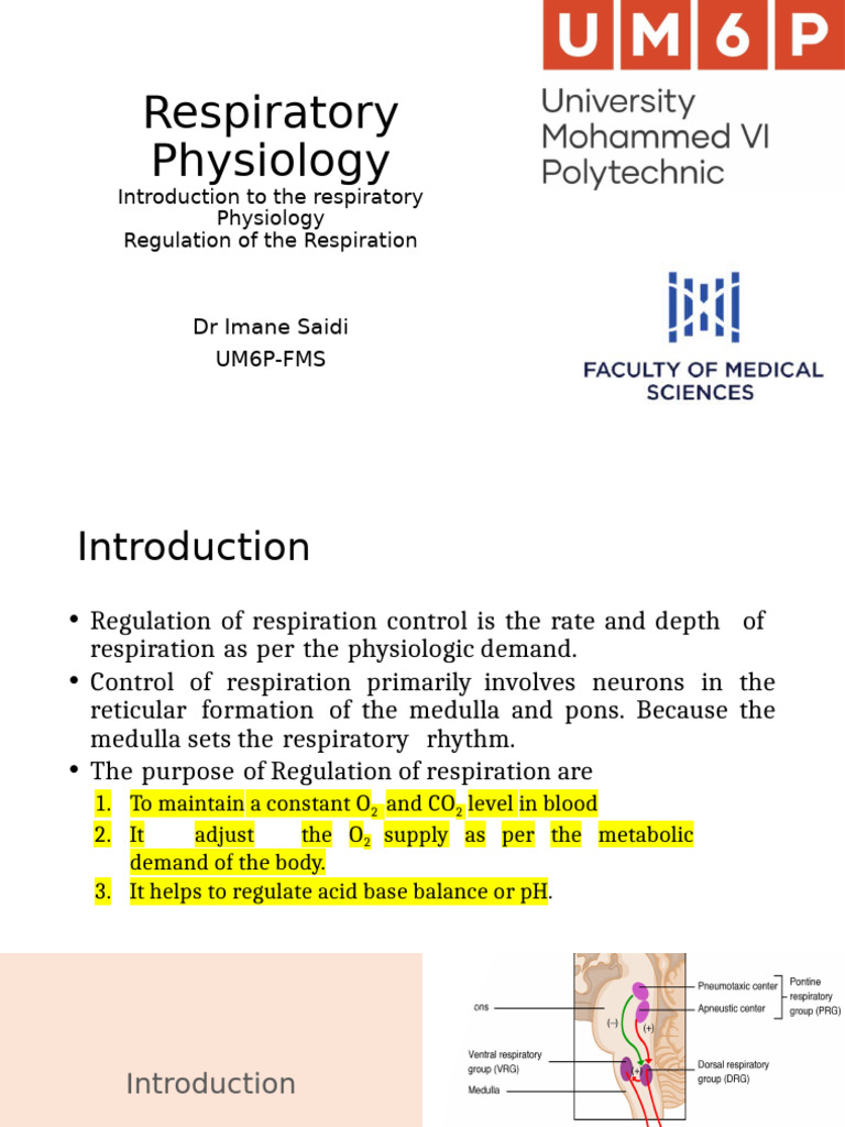 Regulation of Respiratory Physiology | PDF | Exhalation | Breathing