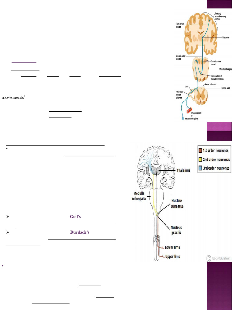 Understanding Neural Pathways | PDF | Spinal Cord | Brainstem