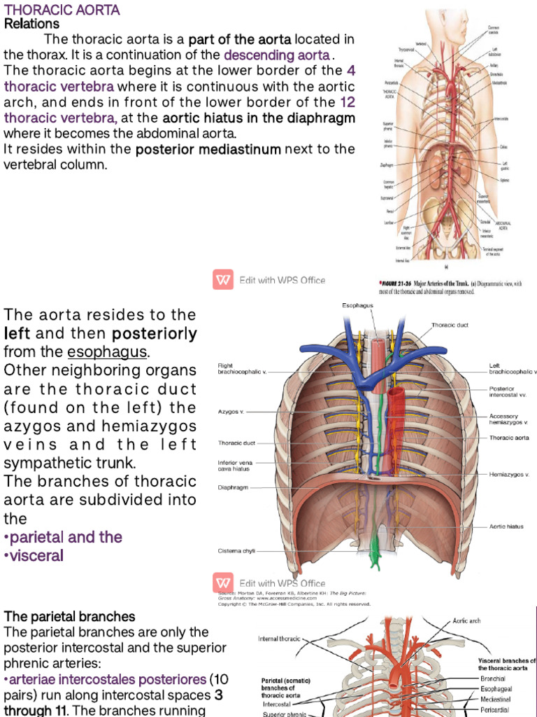 The Thoracic Aorta, The Abdominal Aorta | PDF | Aorta | Thorax