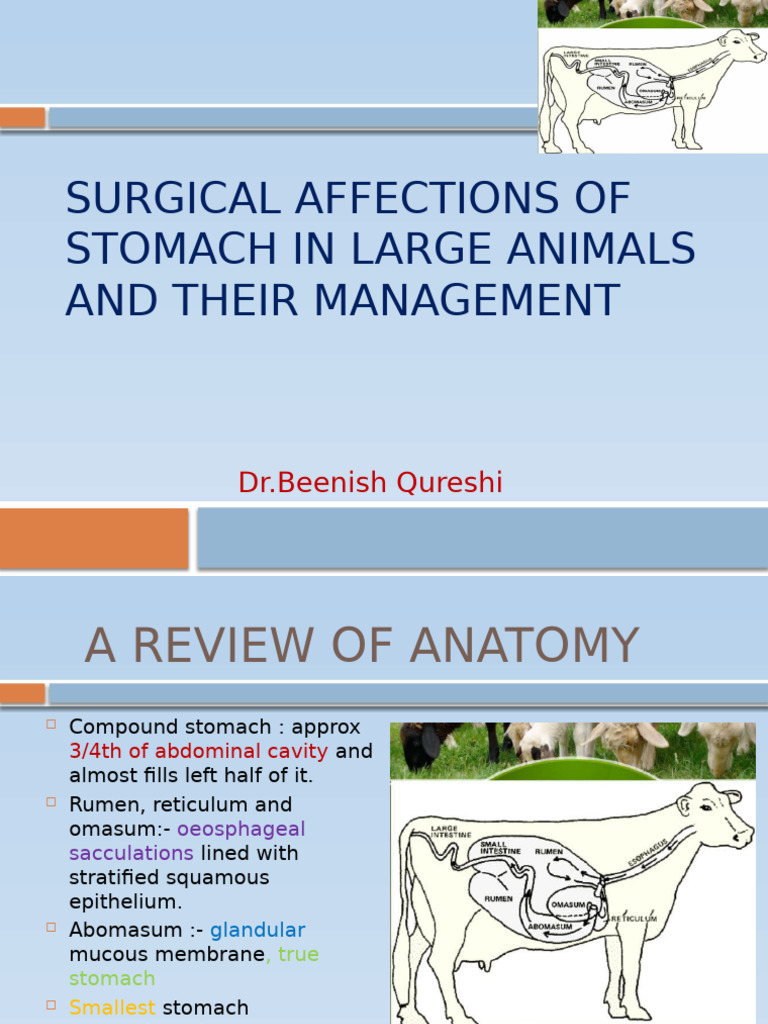 Stomach Surgery in Large Animals | PDF | Stomach | Surgical Suture