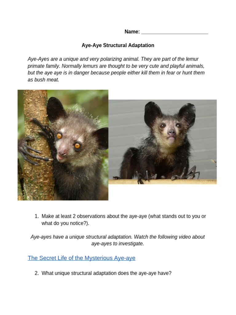 Aye-Aye Structural Adaptations Explained | PDF