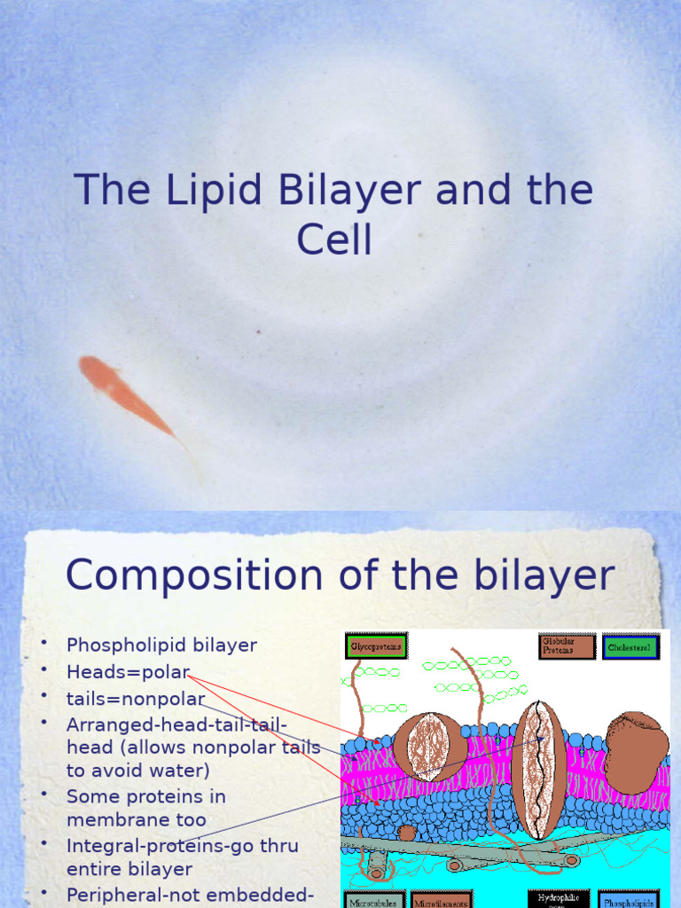 The Lipid Bilayer and The Cell - 2014 | PDF | Cell Membrane | Lipid Bilayer