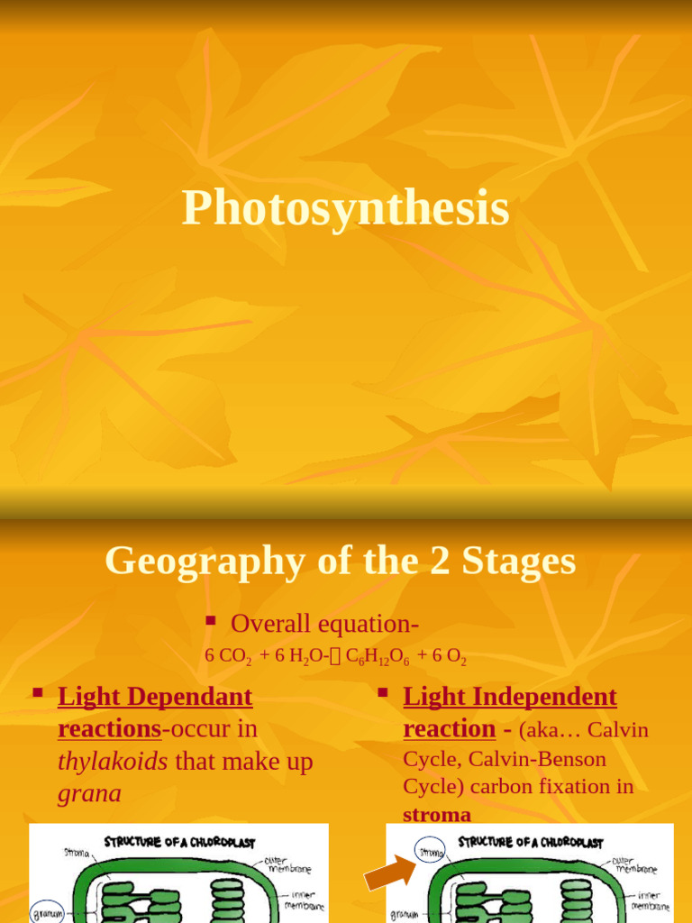 Understanding Photosynthesis Processes | PDF | Photosynthesis | Chemistry