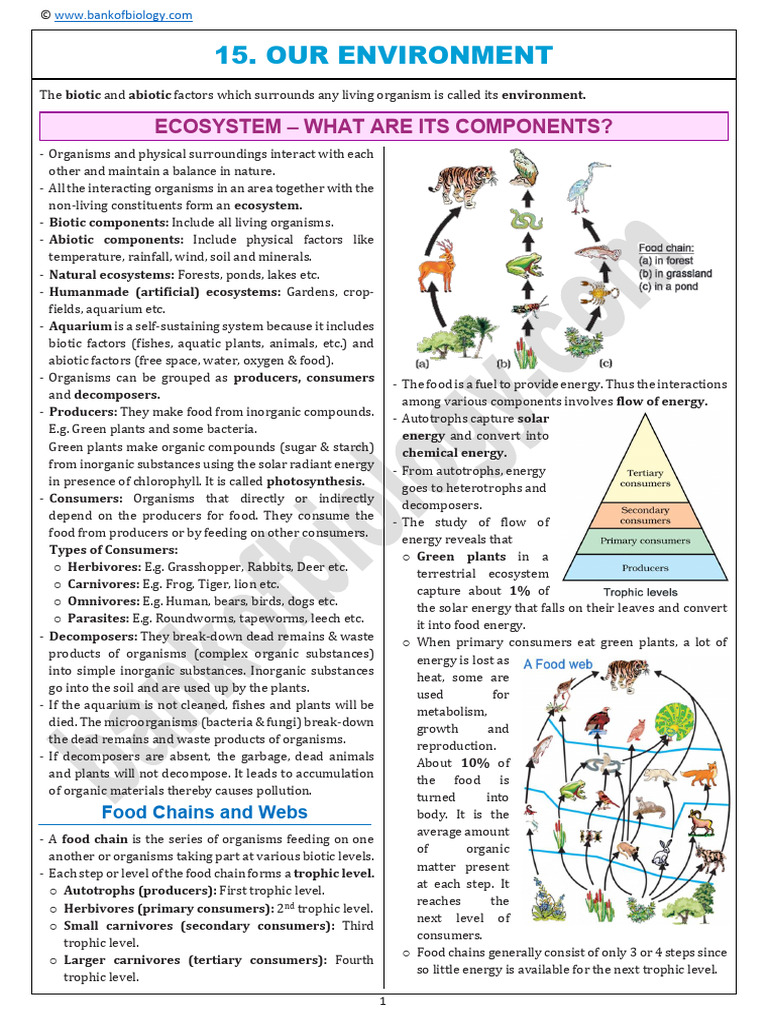 Understanding Ecosystems and Energy Flow | PDF | Ecosystem | Food Web