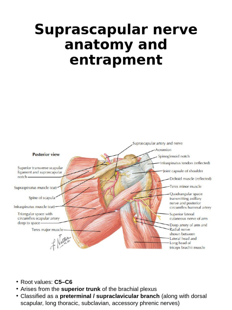 Suprascapular Nerve Anatomy & Entrapment | PDF | Arm | Limbs (Anatomy)