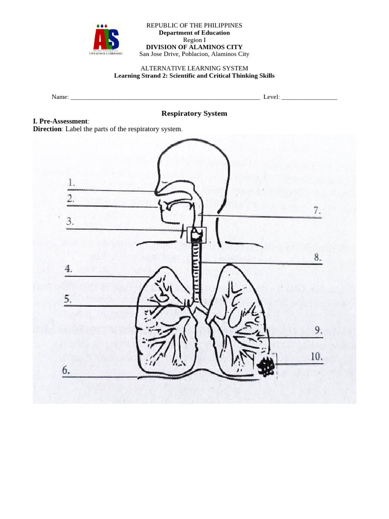 Respiratory System Overview and Assessment | PDF | Respiratory Tract ...