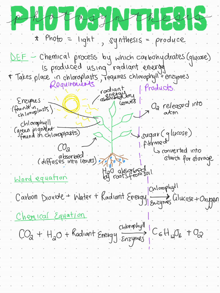 Photosynthesis Notes | PDF