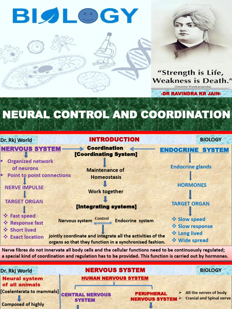 RKJ Nervous Sys P Notes | PDF | Axon | Chemical Synapse