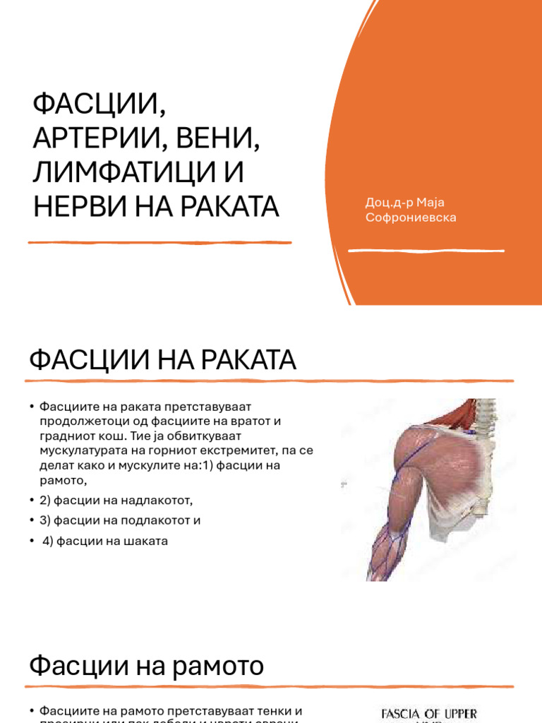 4.. Fasciiarteriivenilimfatici I Nervi Na Raka | PDF