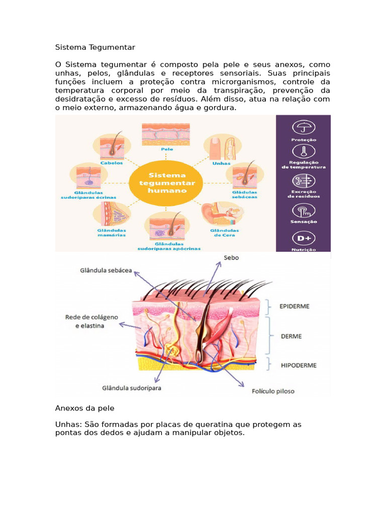 Funções e Anexos do Sistema Tegumentar | PDF