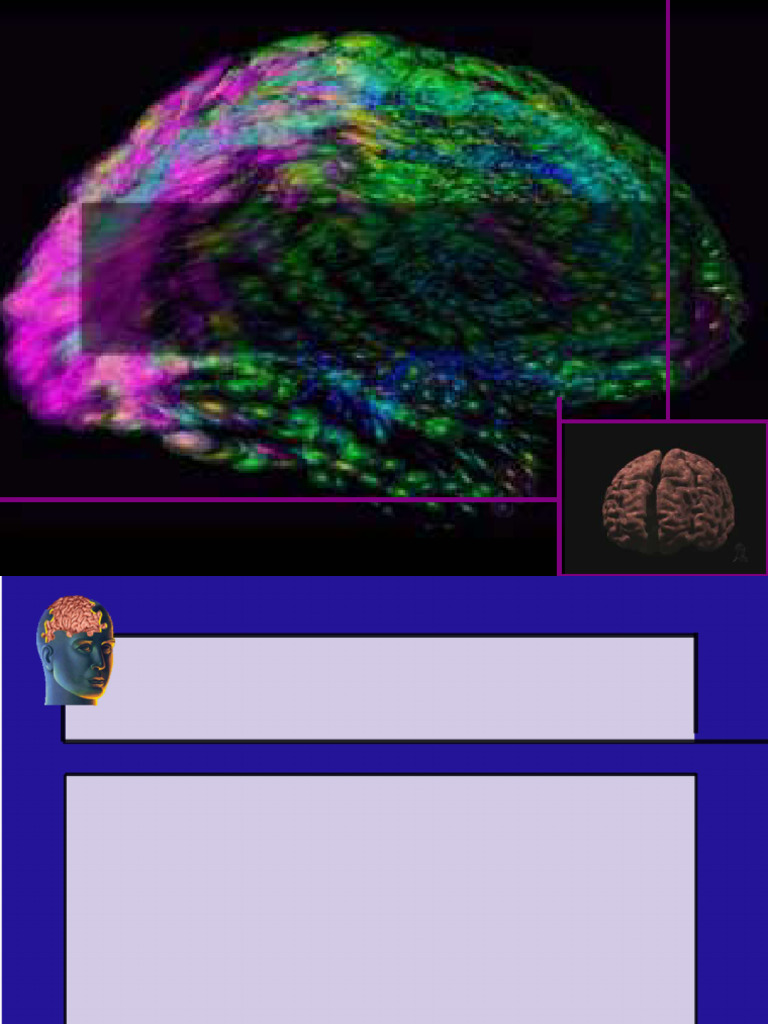 R - Information - Processing | PDF | Neuron | Brain