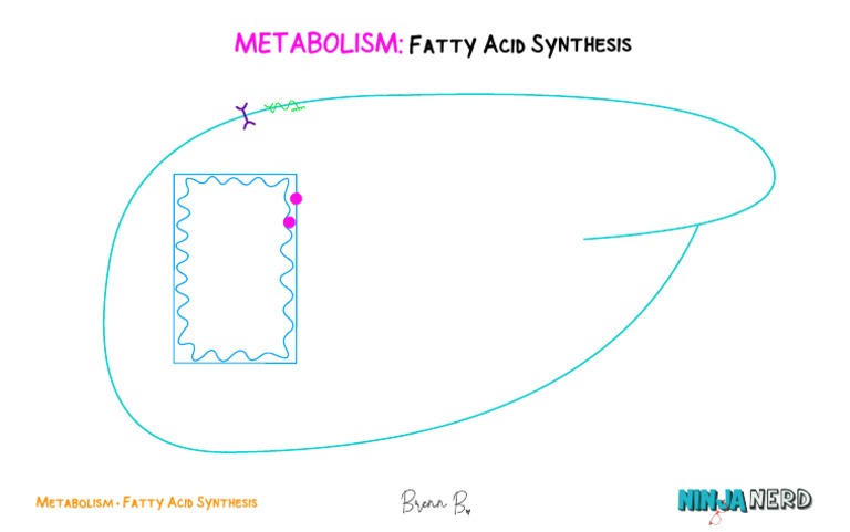 Fatty Acid Synthesis - Part 1 | PDF