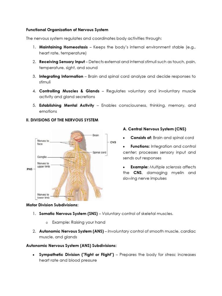 Nervous System Functions and Structure | PDF | Chemical Synapse ...