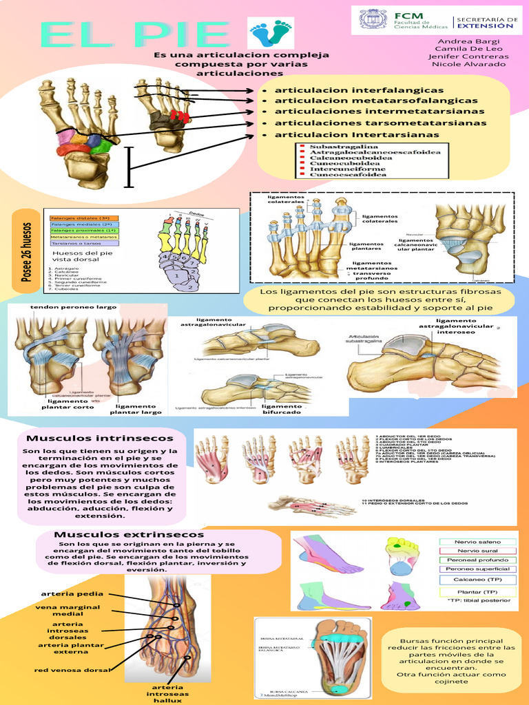 Anatomía del Pie y sus Estructuras | PDF | Pie | Articulaciones