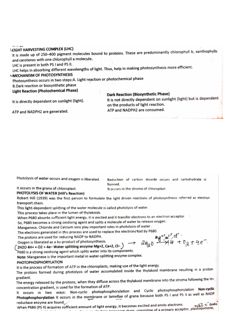 Light Reaction Notes | PDF
