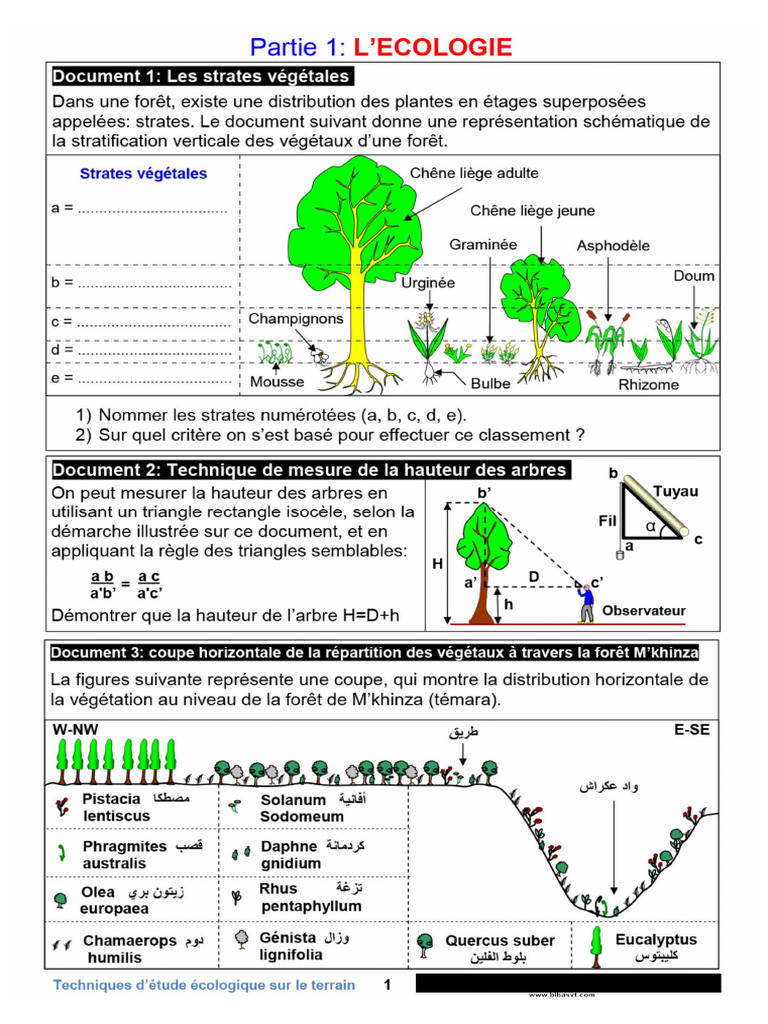 Documents TC SC SVT Prof Biba Mbarek | PDF