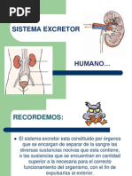 SISTEMA EXCRETOR 1º