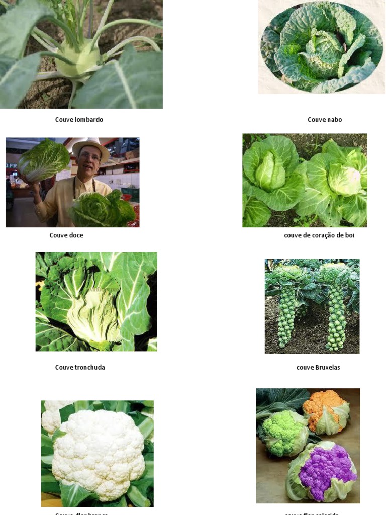 Varieties of Cabbage Types | PDF