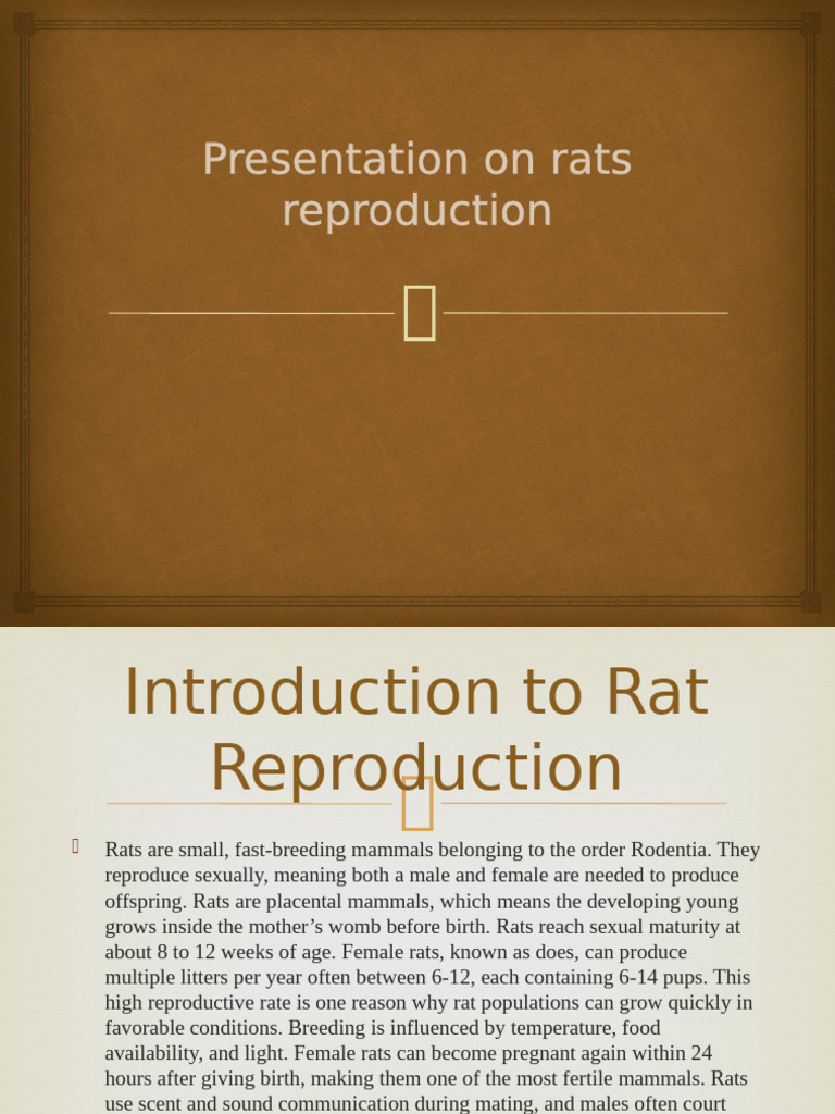 Reproduction of Rats | PDF | Reproductive System | Uterus