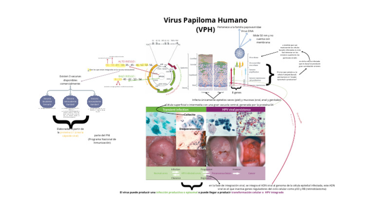 Virus del Papiloma Humano y Vacunas | PDF | Árbol de la vida (biología