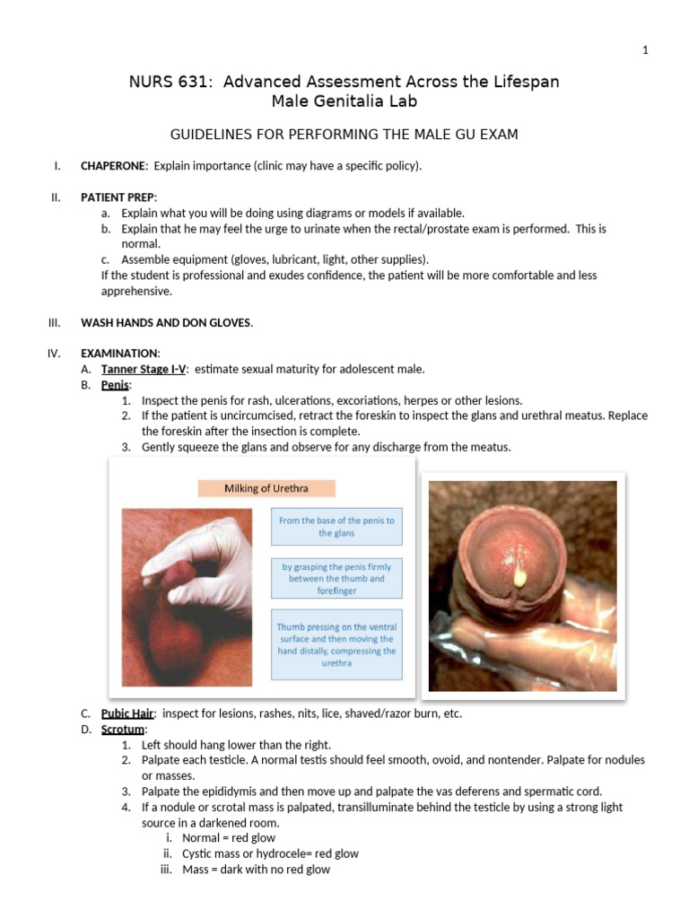 Male GU Exam Guidelines | PDF