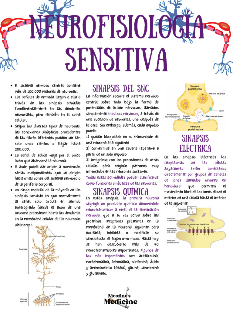 Funciones y Anatomía de la Sinapsis Neuronal | PDF | Sinapsis | Neurona