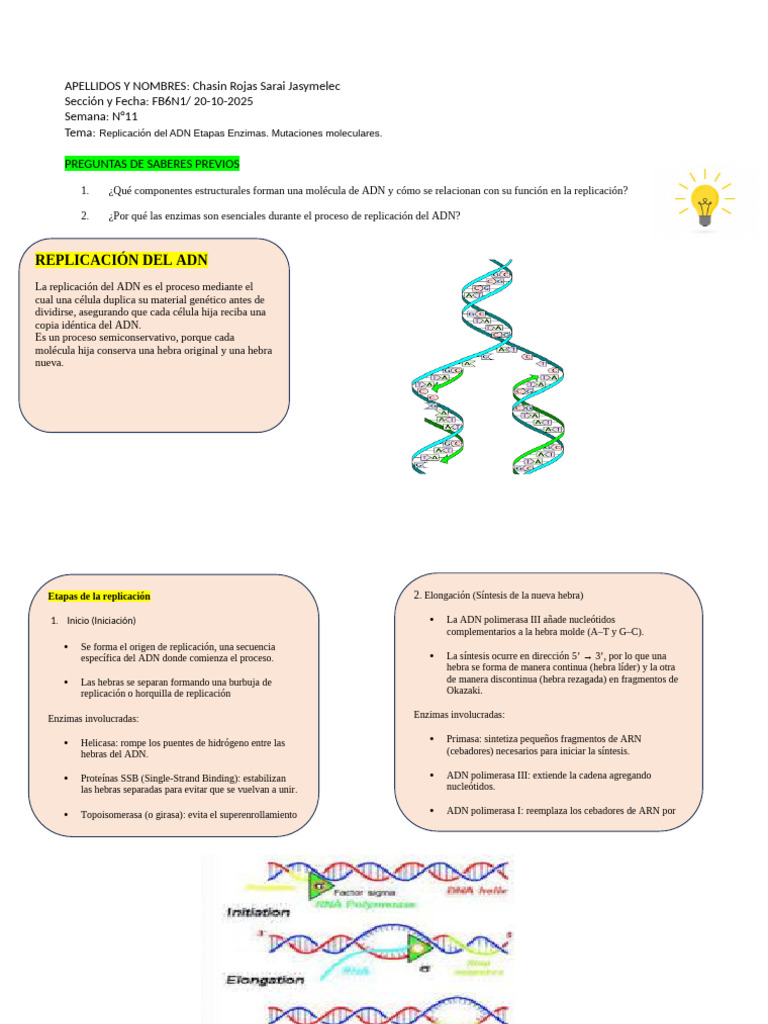 Etapas y Enzimas en la Replicación del ADN | PDF | Replicación De Adn | Adn