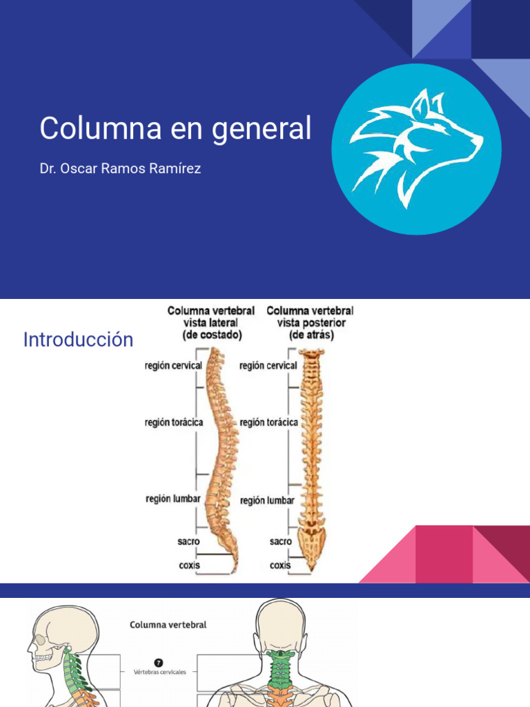 Estructura y Funciones de la Columna Vertebral | PDF | Vértebra ...