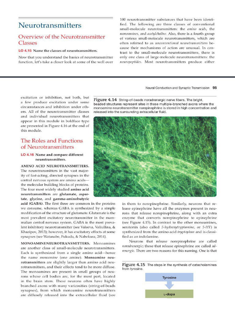 Structure and Function of Neurotransmitters | PDF