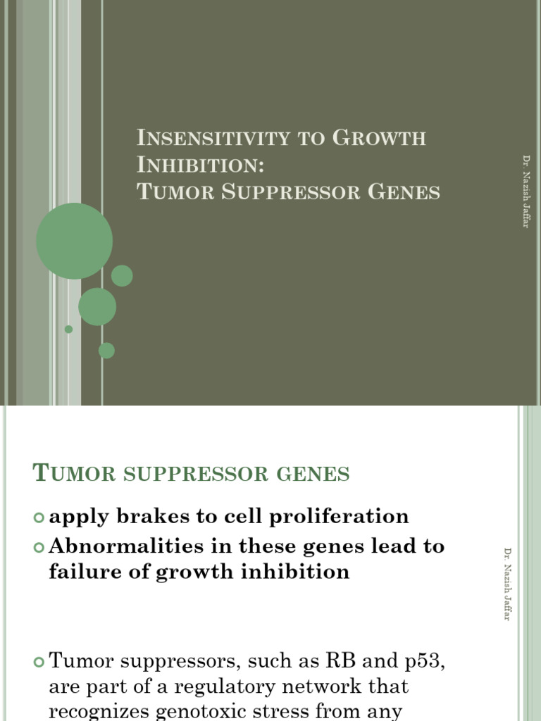 Molecular Basis of Cancer II | PDF | Tumor Suppressor Gene | P53