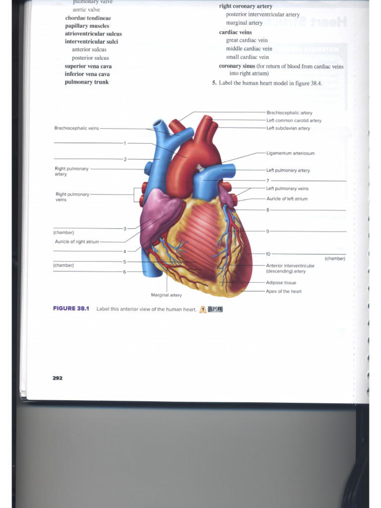 Lab12 Heart Structures 246084048 PDF | PDF