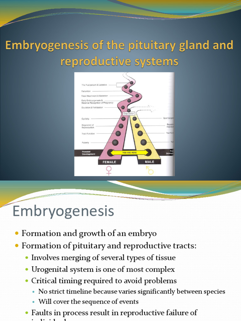 Embryogenesis and Sexual Differentiation | PDF | Testicle | Pituitary Gland