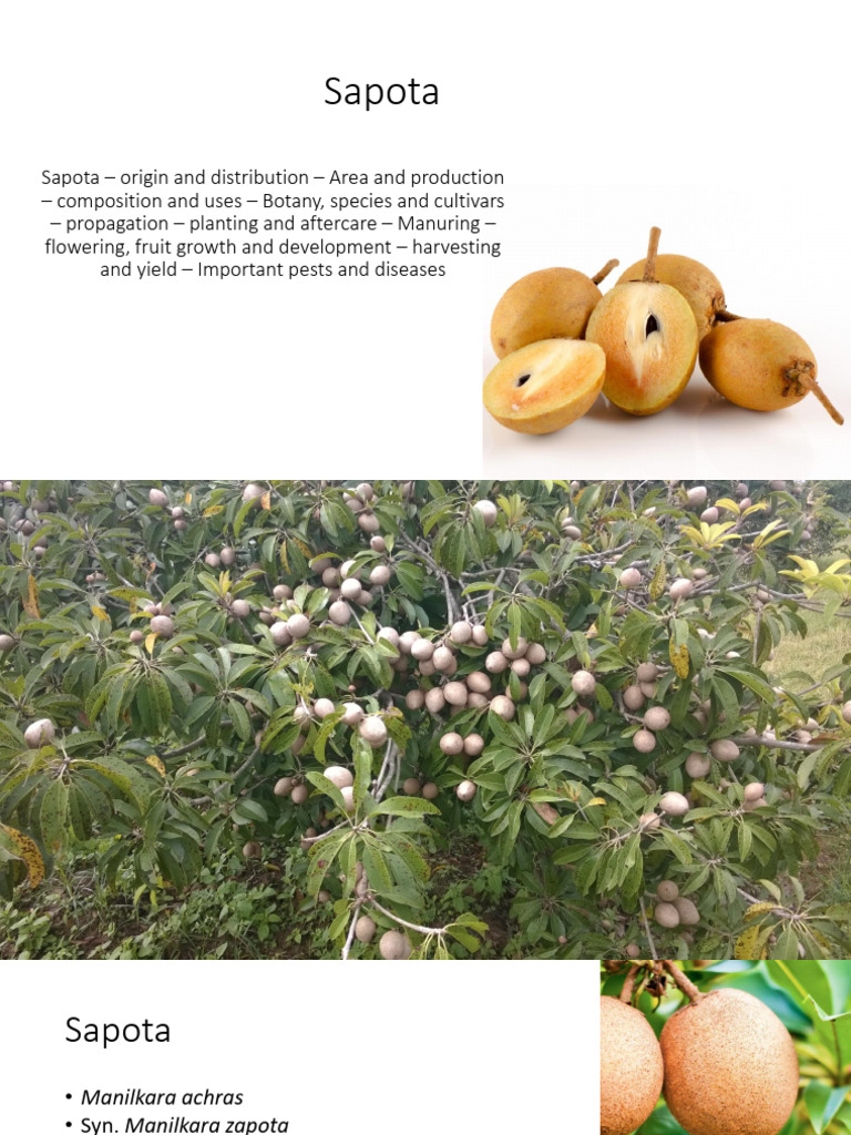 Sapota Cultivation Guide | PDF | Sowing | Grafting