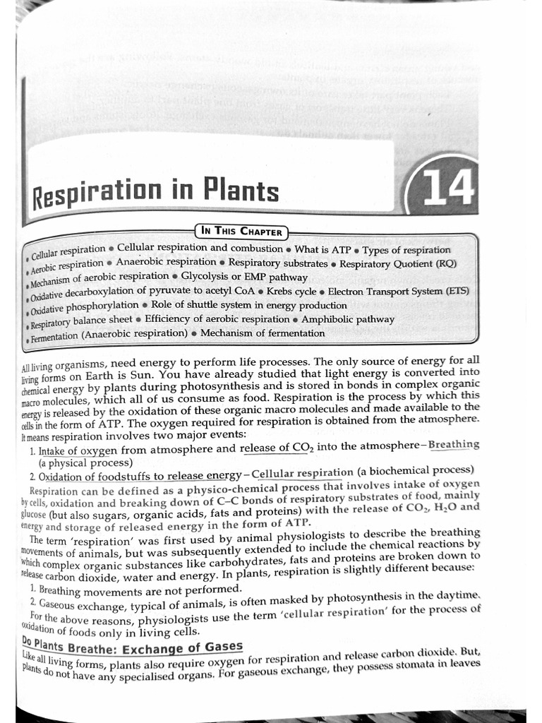 Respiration in Plants | PDF