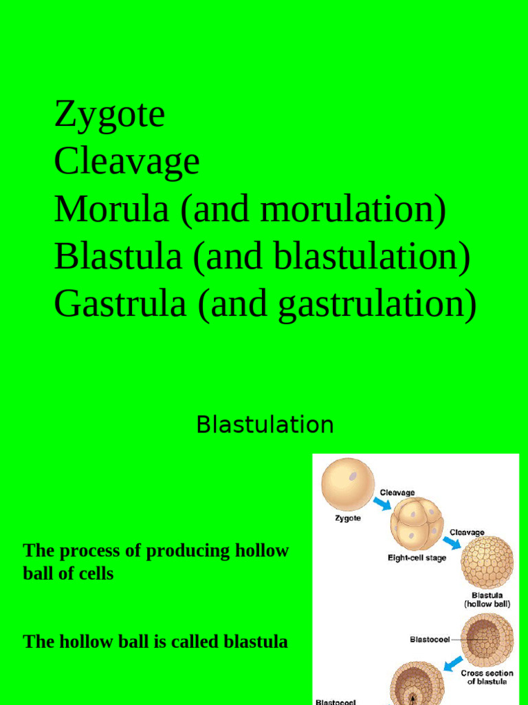 Embryonic Development Stages Explained | PDF