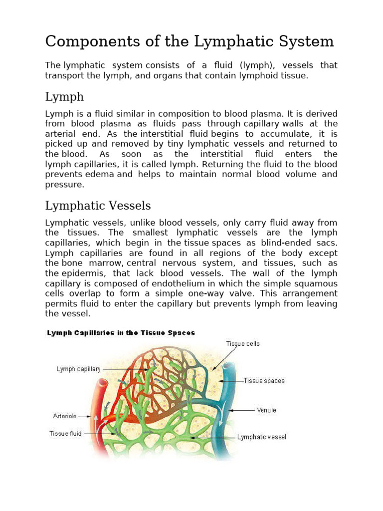 LymphComponents of The Lymphatic System | PDF | Lymph | Lymphatic System