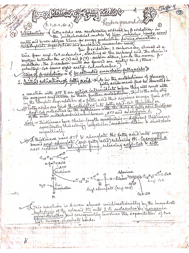 Beta Oxidation of Fatty Acid | PDF