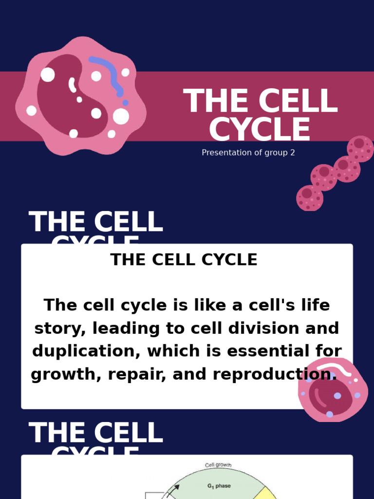 Understanding the Cell Cycle and Mitosis | PDF | Meiosis | Mitosis