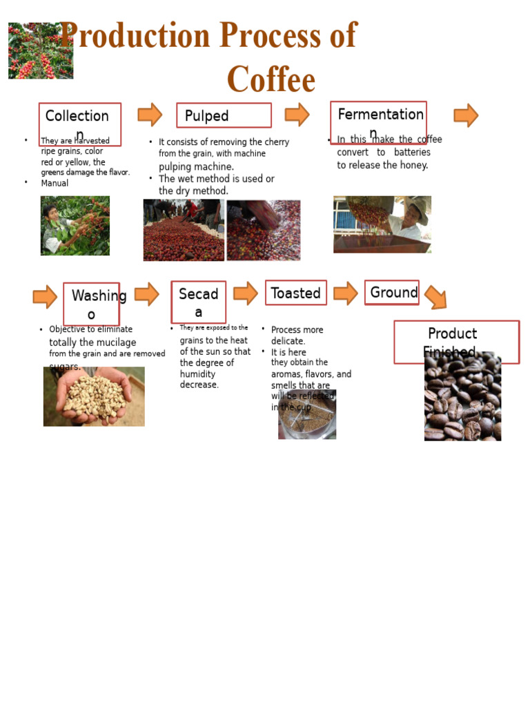 Coffee Production Process | PDF
