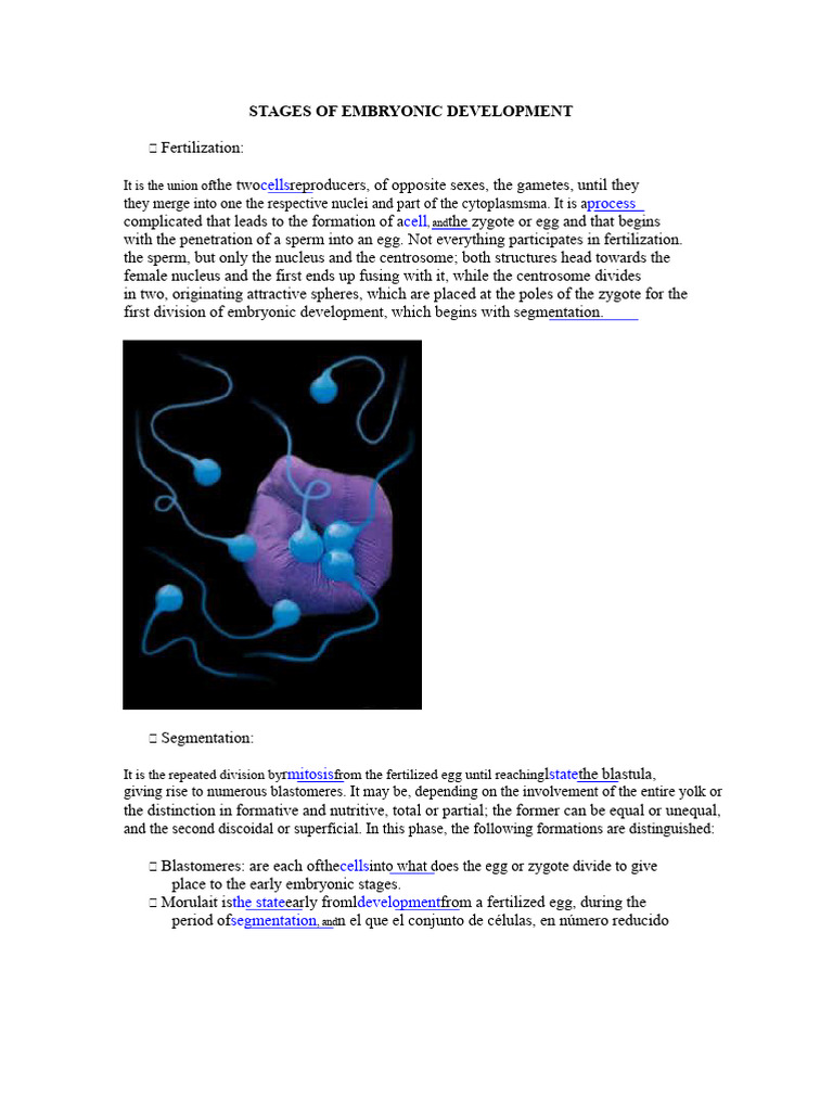 Embryonic Development Stages Explained | PDF | Mitosis | Meiosis