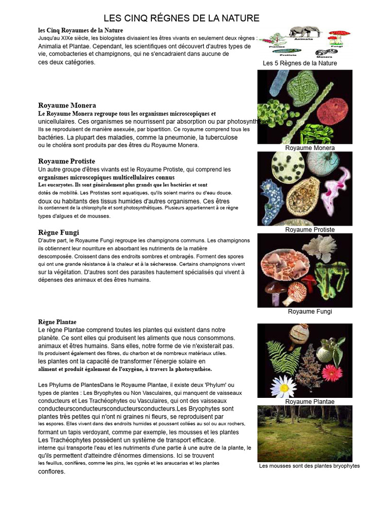 Cinq Règnes de la Nature expliqués | PDF | Plantes | Champignons
