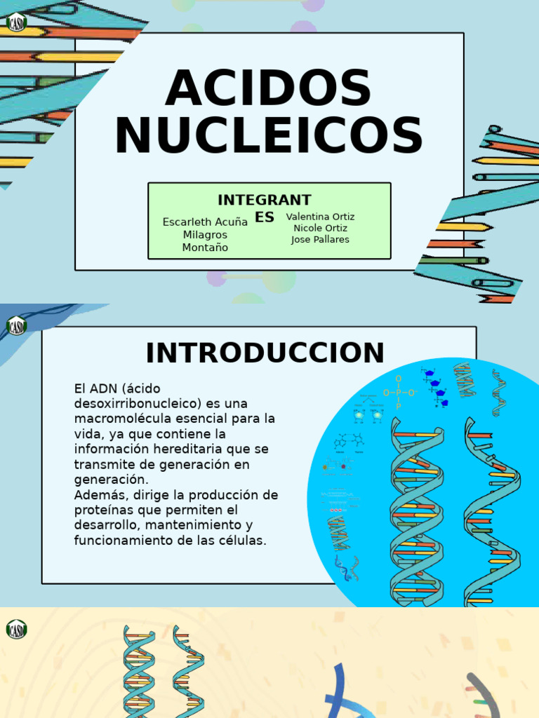 Acidos Nucleicos | PDF | Rna | Adn