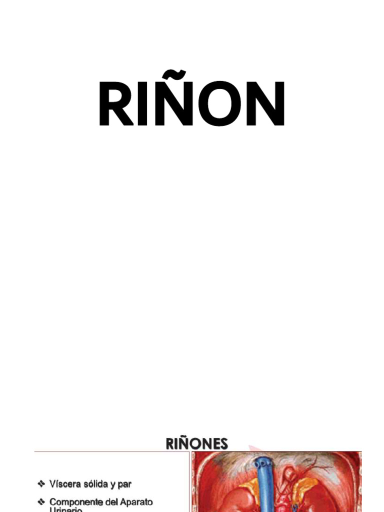 RIÑON | PDF